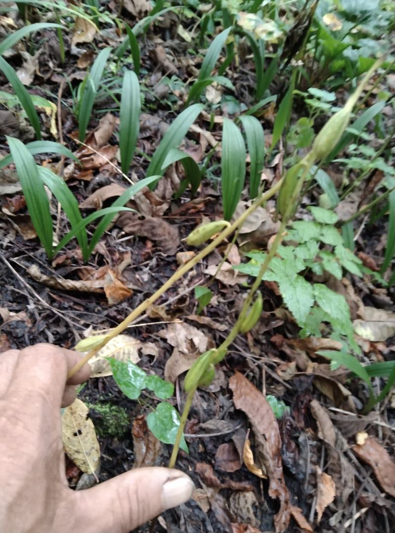 东北野生毛慈菇种苗毛慈菇全苗，纯正野生，生命力强
