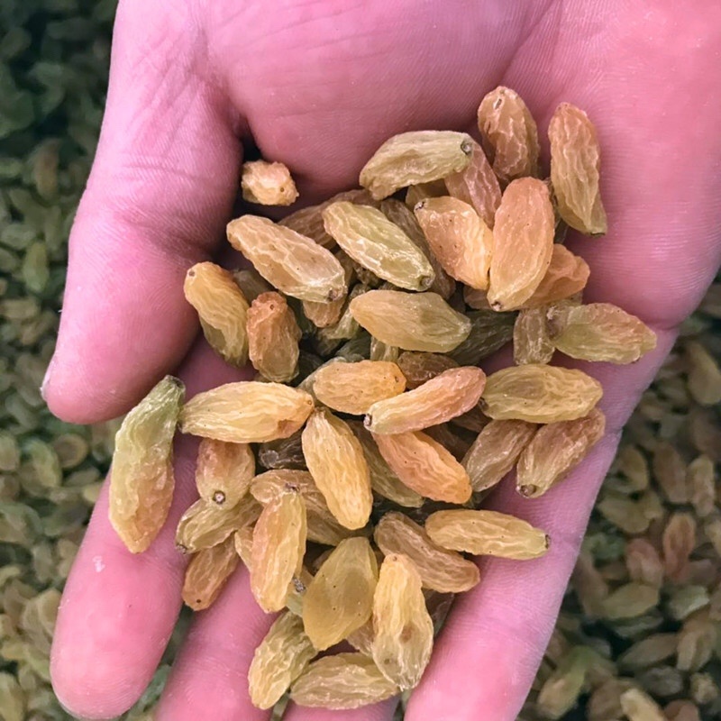新货大颗粒新疆葡萄干批发