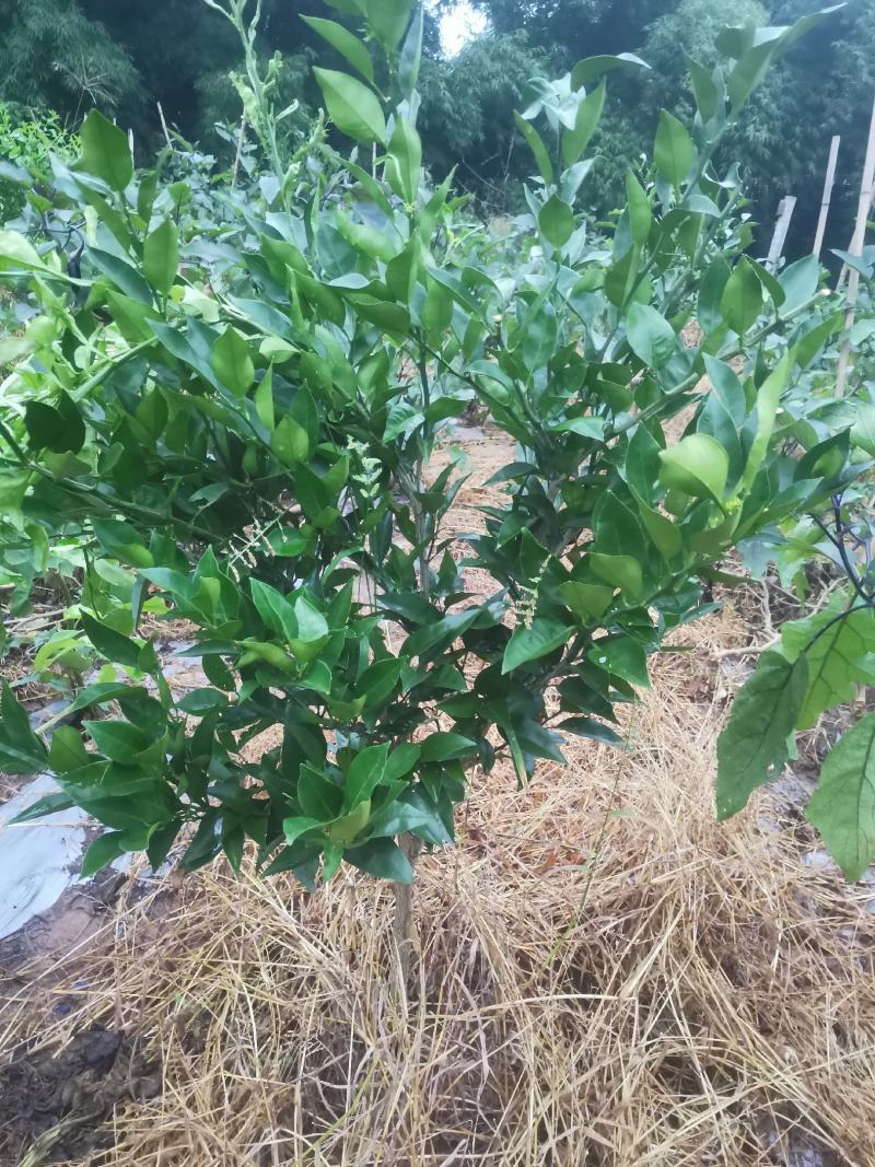 树苗明日见，白桃，爱媛38.
