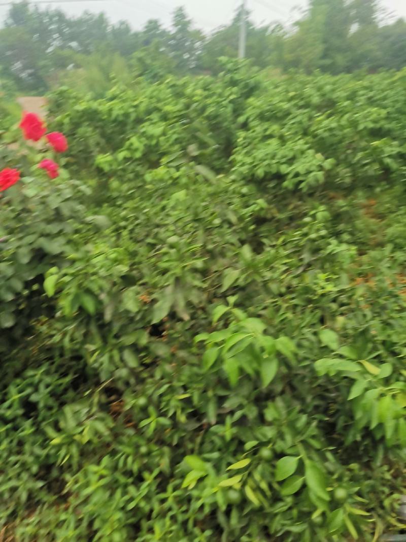 树苗明日见，白桃，爱媛38.