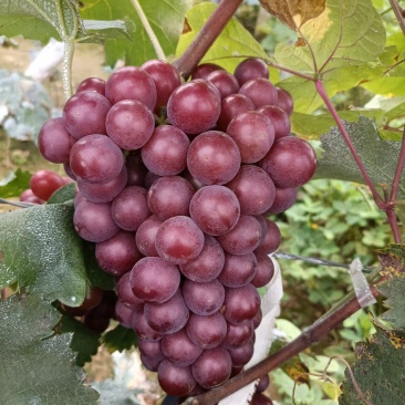 巨峰葡萄，140，粒大，串好，颜色鲜现货供应