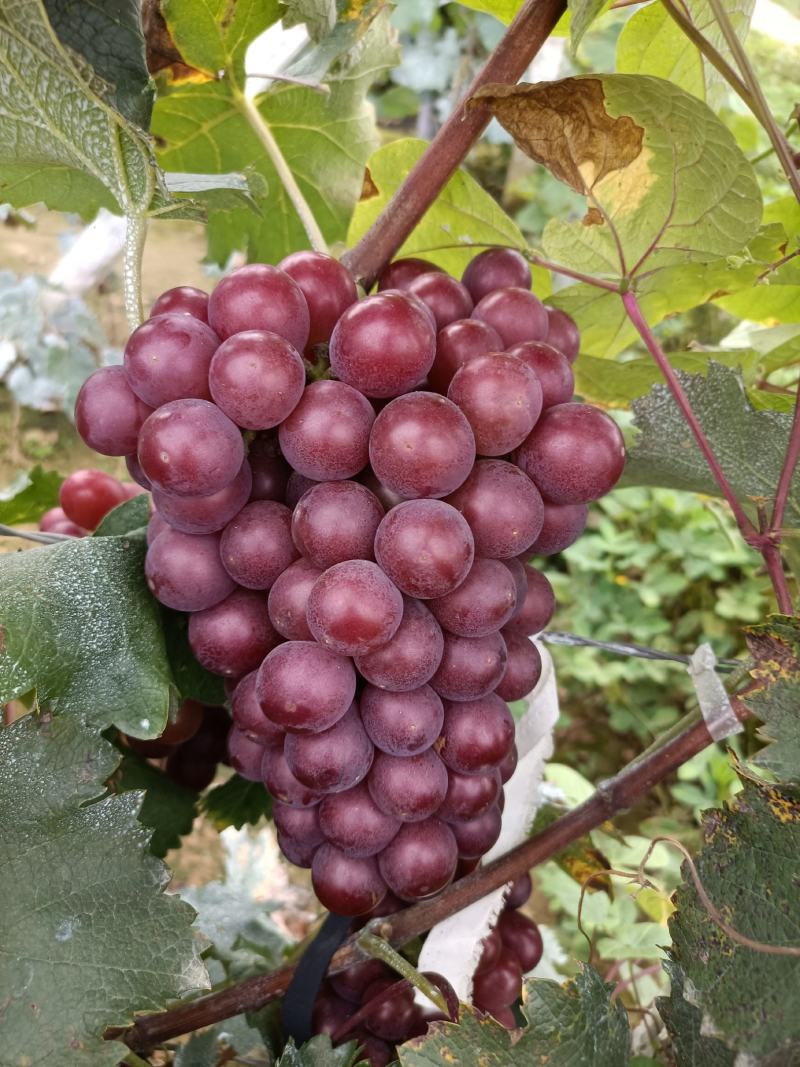 巨峰葡萄，140，粒大，串好，颜色鲜现货供应
