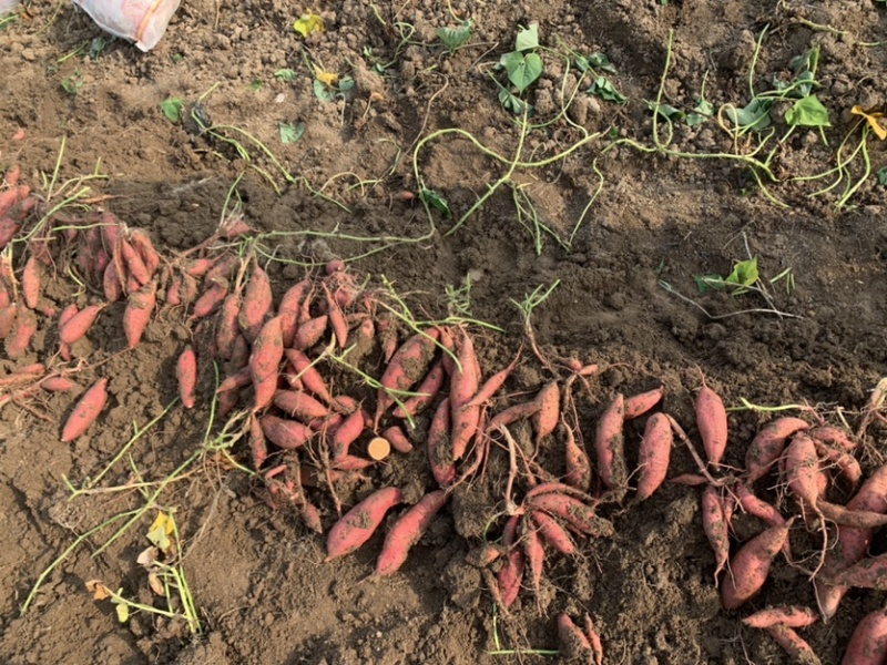 红薯、西瓜红、蜜薯、普薯32、红心蜜薯、无虫眼