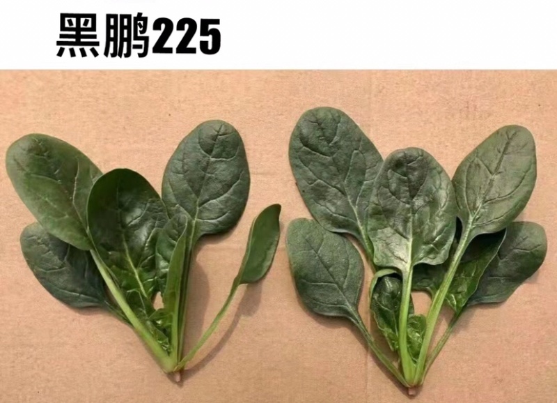 郑研杂交菠菜鼎耐2号口感好中早熟郑研好菠菜