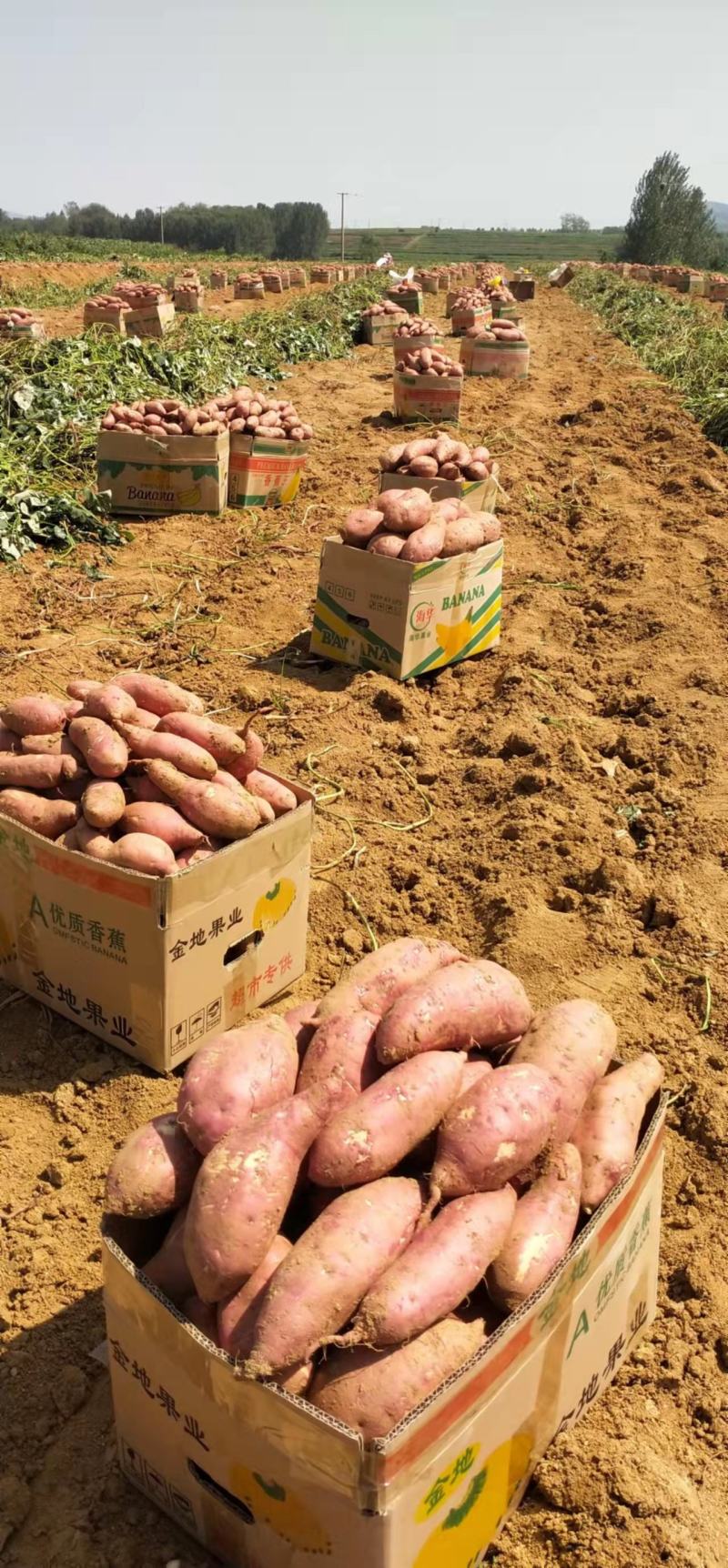 实力】山东优质地瓜，基地直发全国发货，保质保量诚信经营