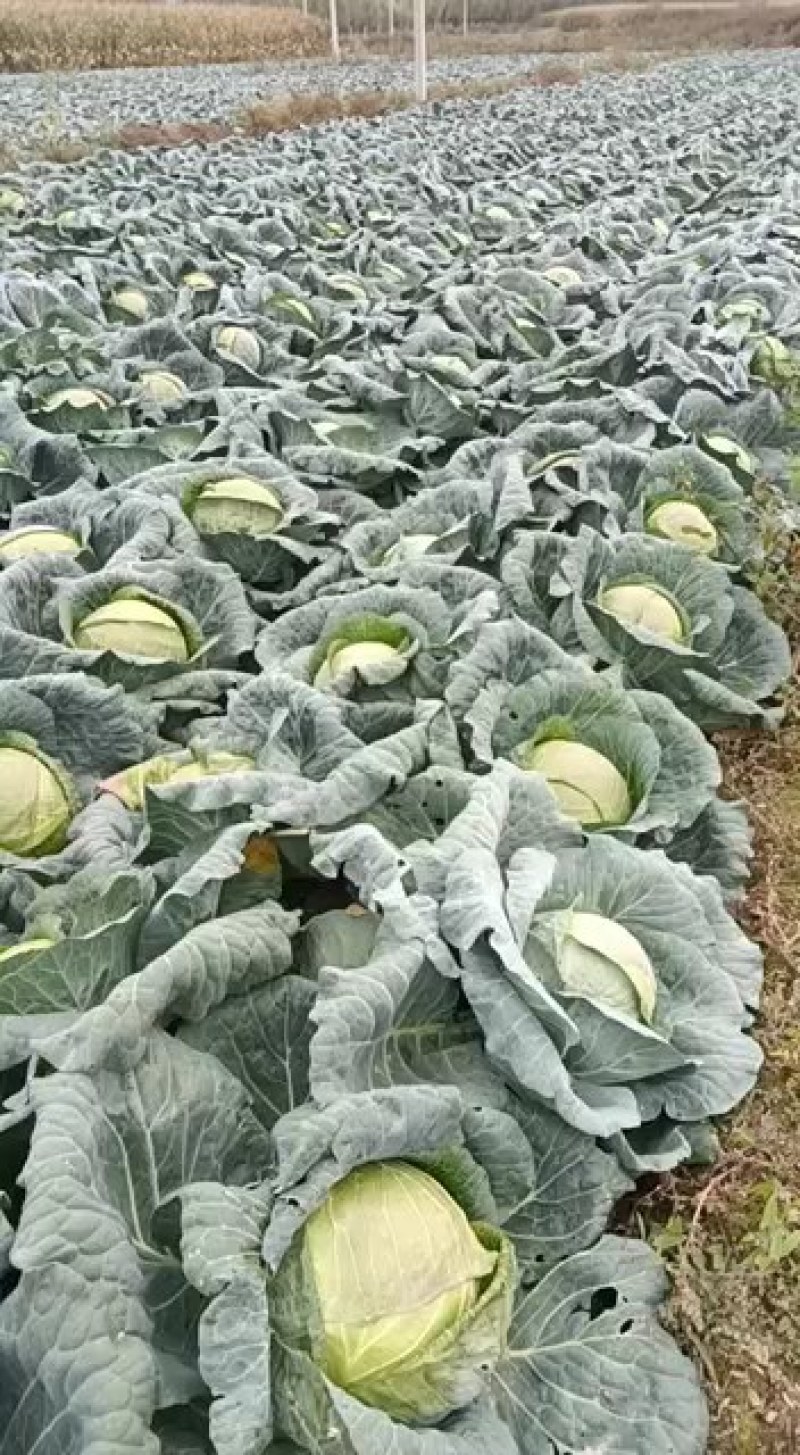 白菜，包菜