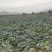 白菜，包菜