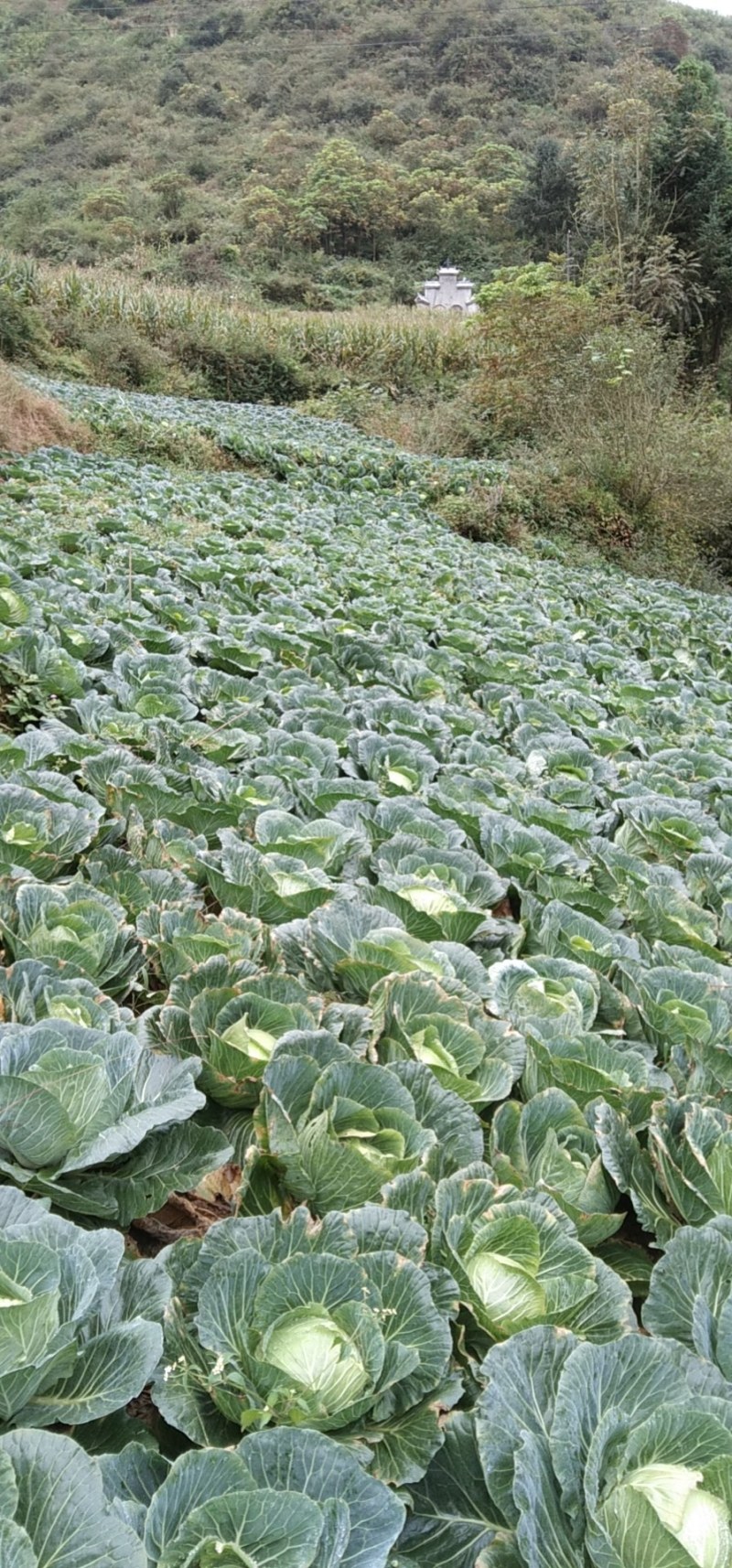 白菜，包菜