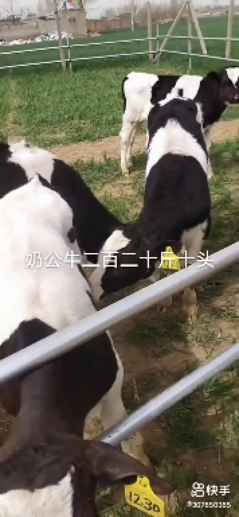 奶牛牛犊