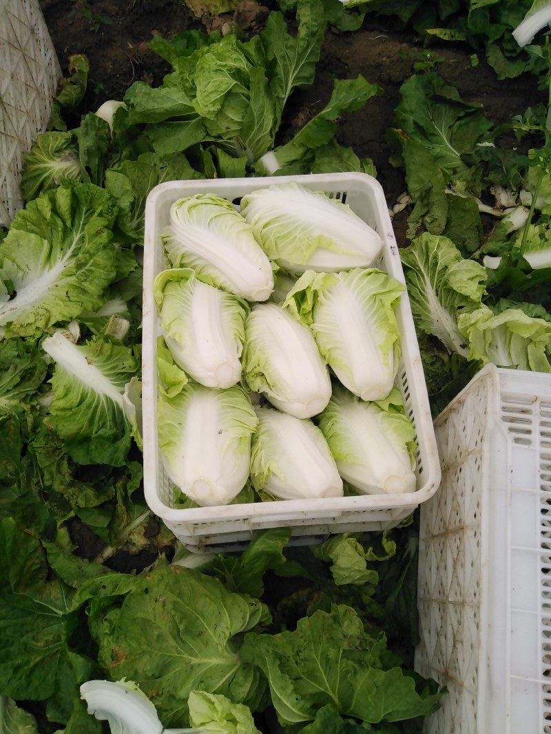 北京三号白菜基地直挖全国发货量大质优无虫眼