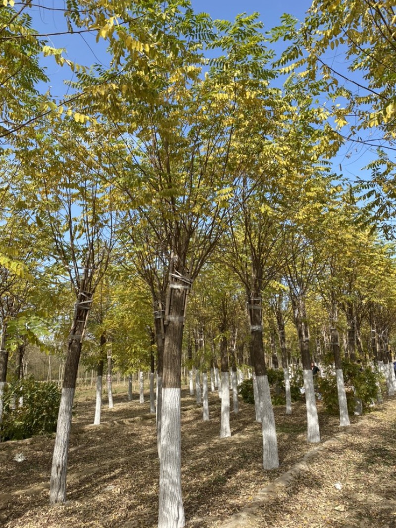 12公分香花槐15公分香花槐嫁接香花槐