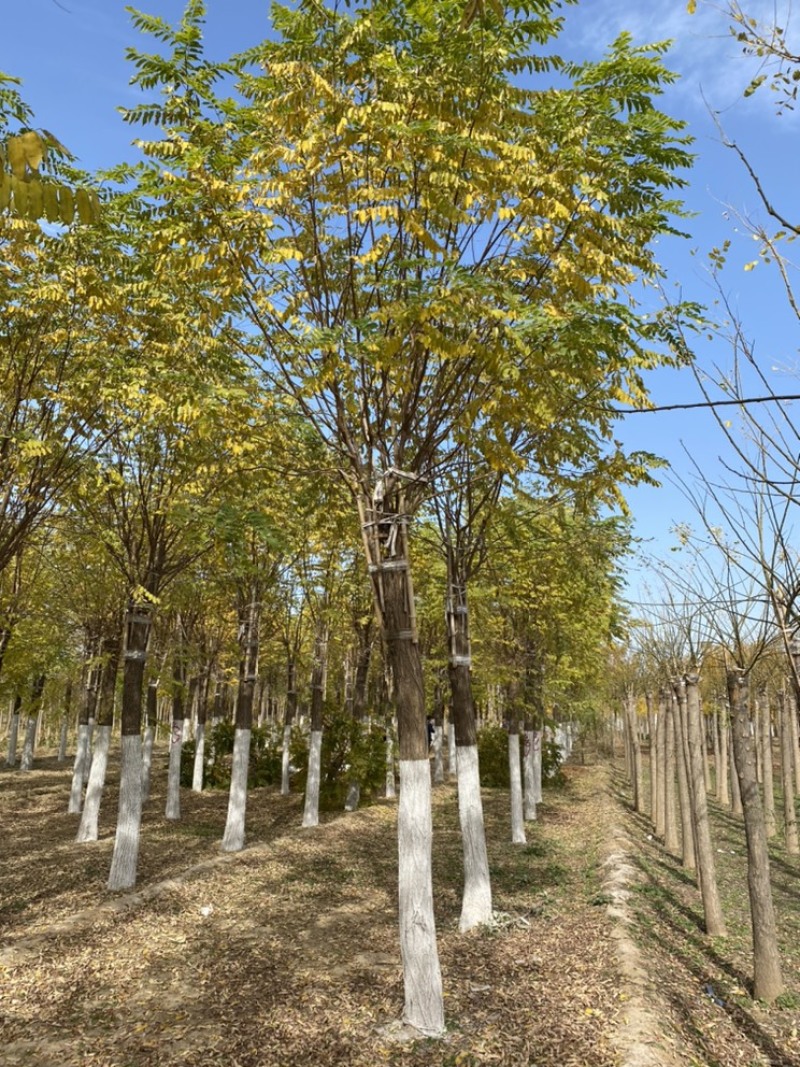 12公分香花槐15公分香花槐嫁接香花槐