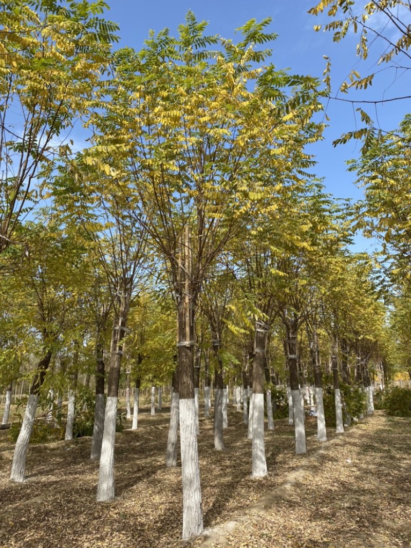 12公分香花槐15公分香花槐嫁接香花槐