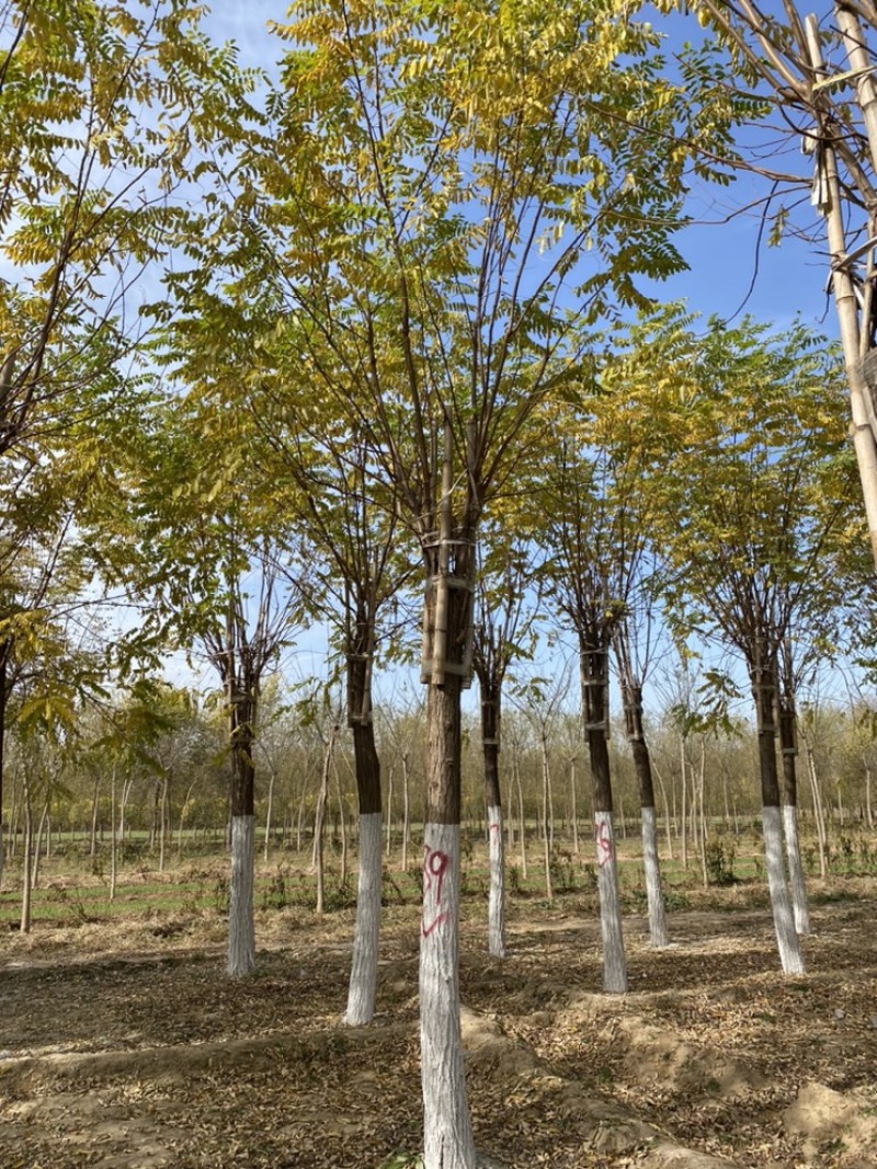 12公分香花槐15公分香花槐嫁接香花槐