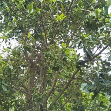 八角嫁接苗