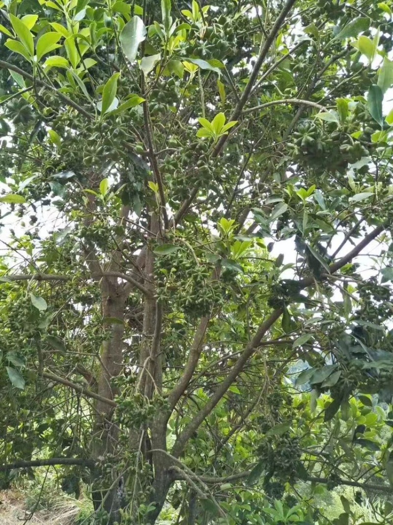 八角嫁接苗
