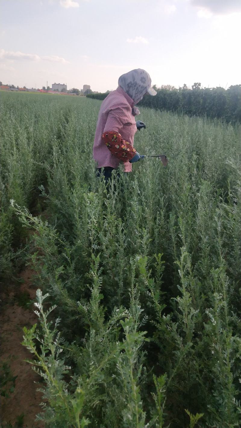 一年生白柠条苗，文冠果苗，山杏，沙棘，沙枣苗