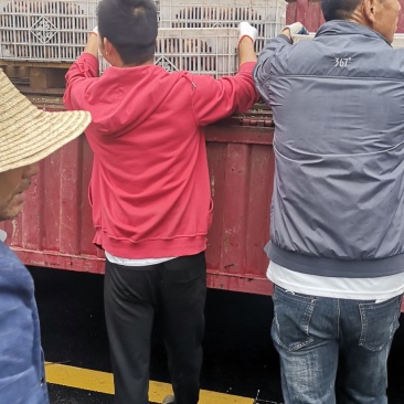 太白山优生区优质弥喉桃
