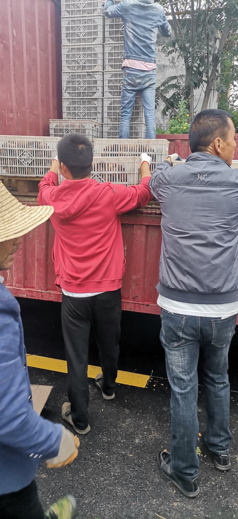 太白山优生区优质弥喉桃