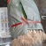 芹菜，产地直供要的老板联系