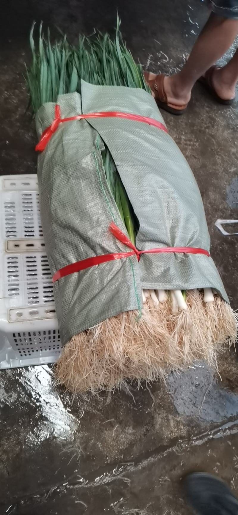芹菜，产地直供要的老板联系