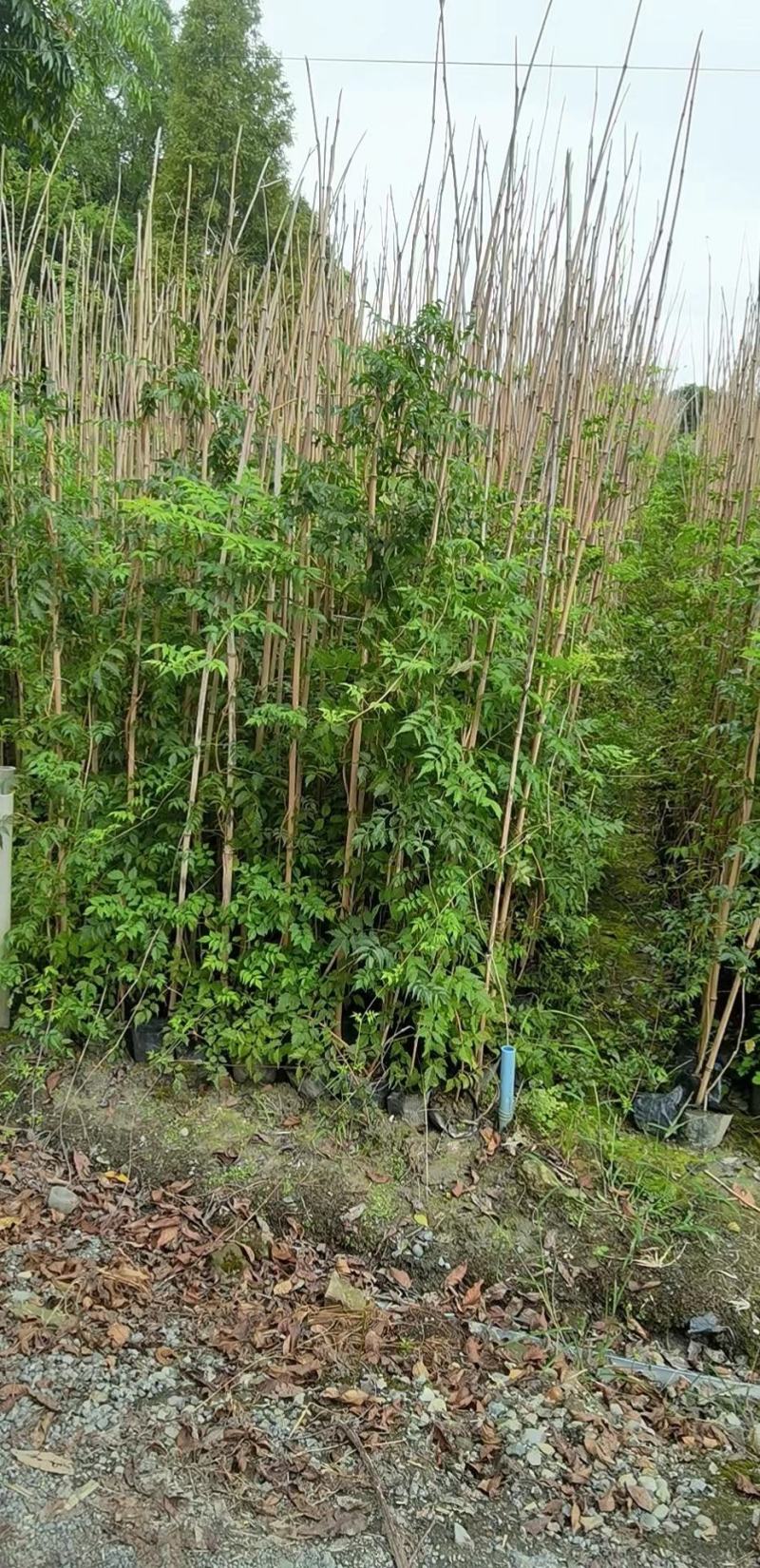 凌霄自家基地直销各规格齐全量大从优欢迎选购