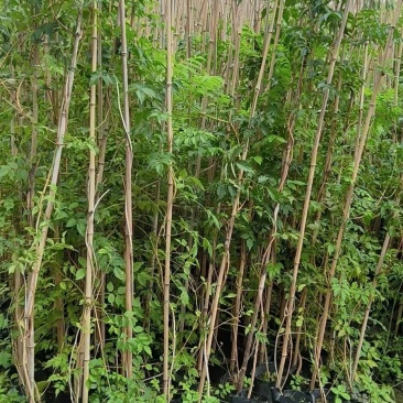 凌霄自家基地直销各规格齐全量大从优欢迎选购