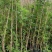 凌霄自家基地直销各规格齐全量大从优欢迎选购