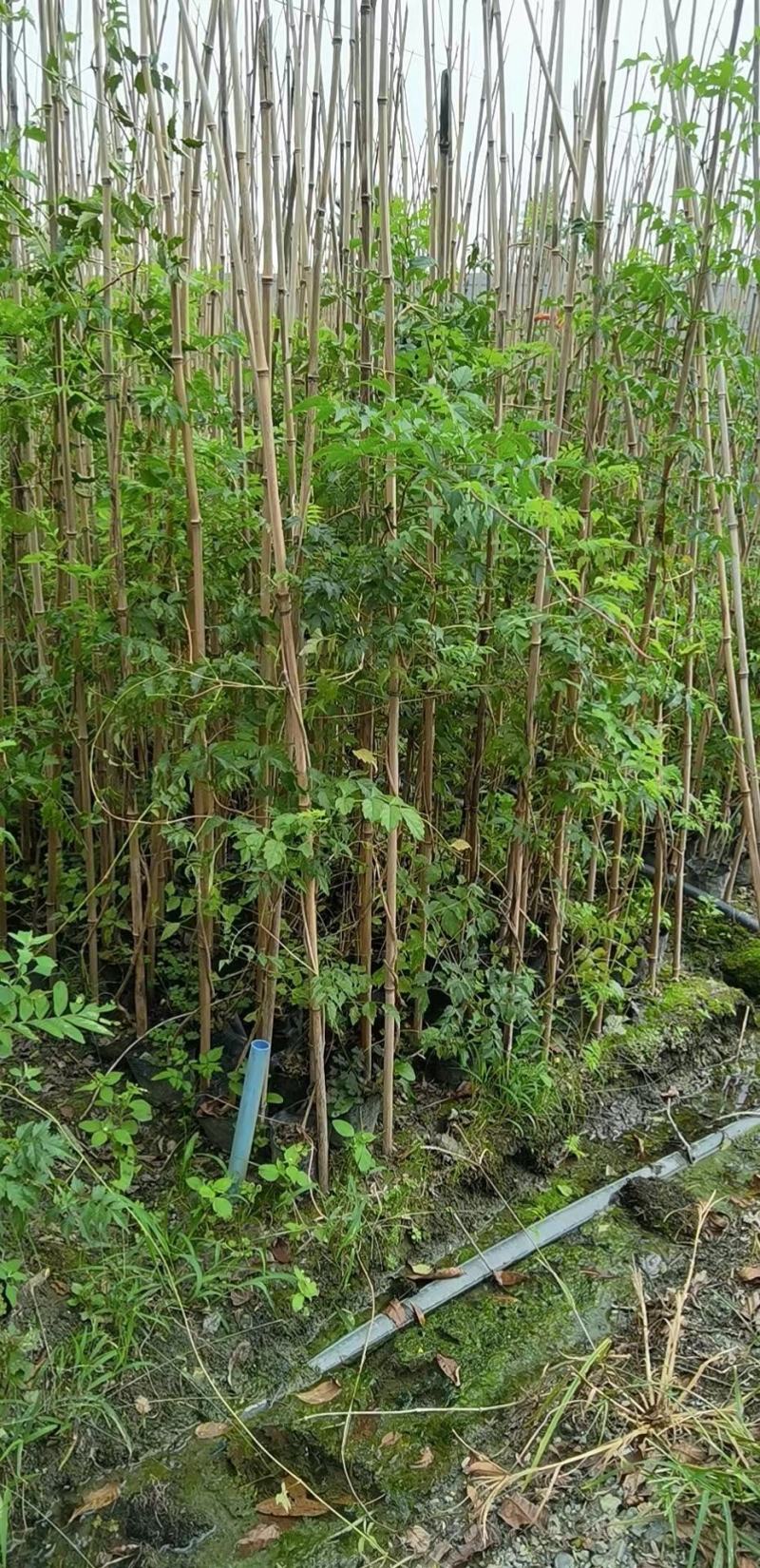 凌霄自家基地直销各规格齐全量大从优欢迎选购