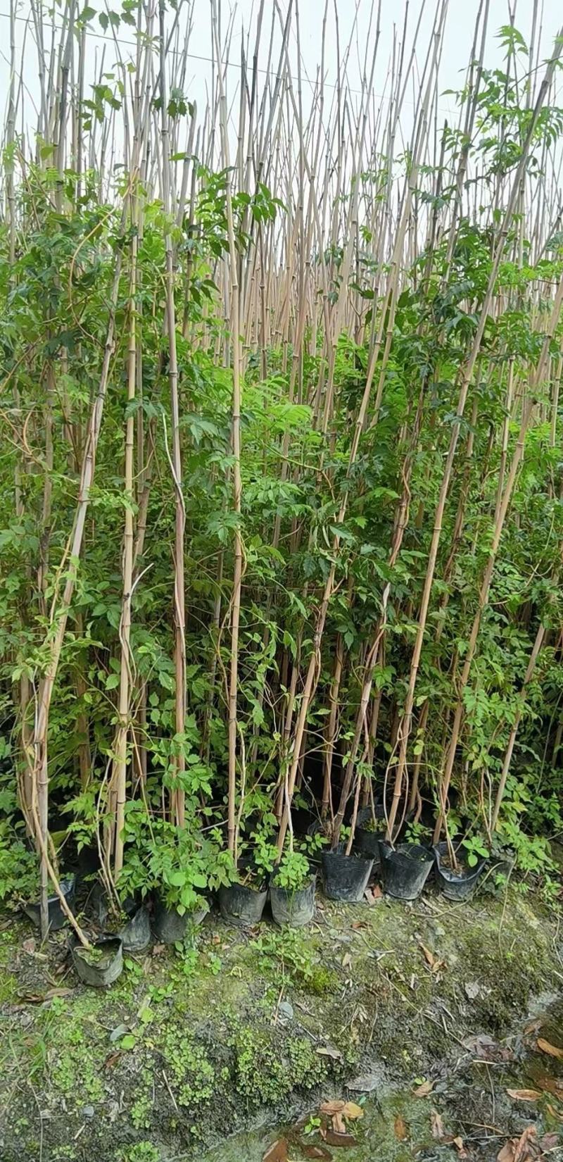 凌霄自家基地直销各规格齐全量大从优欢迎选购