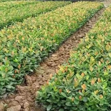 龙船花自家基地直销各规格量大从优欢迎选购