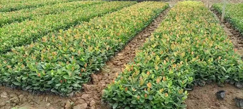龙船花自家基地直销各规格量大从优欢迎选购