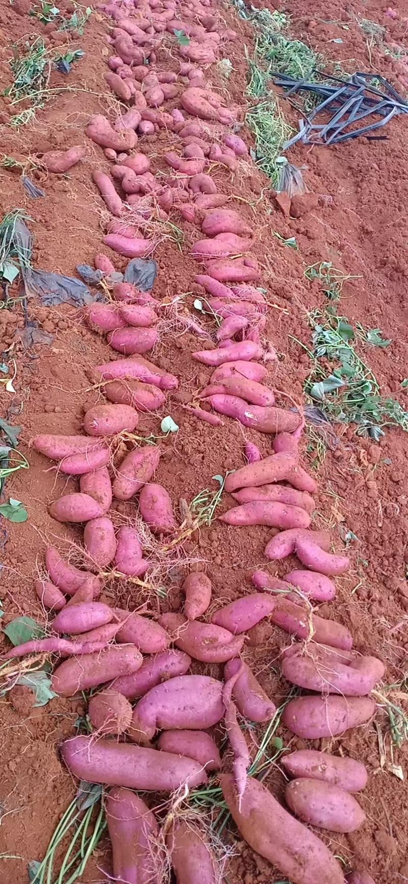 云南省建水县西瓜红红薯上市数量大，欢迎老板实地看货定货。