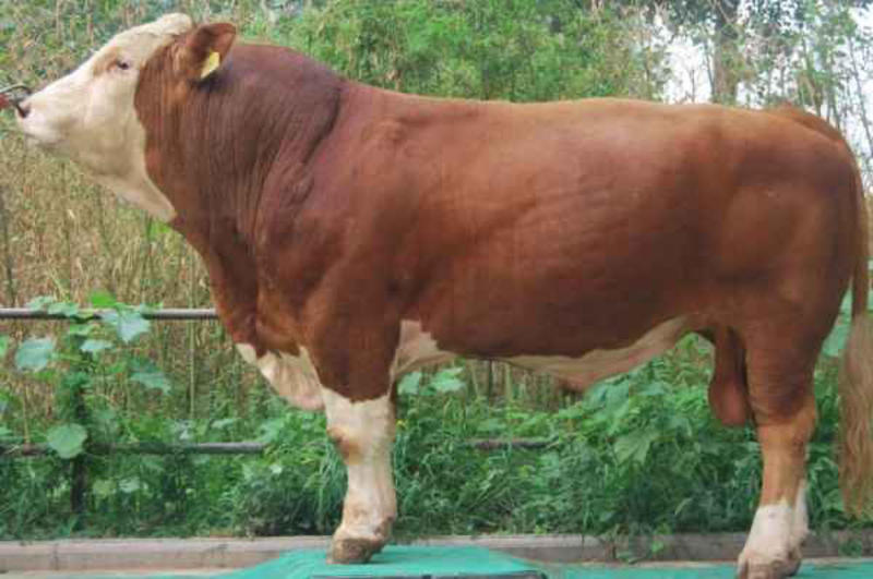 紧急出售500头300-400斤育肥肉牛犊全国送货到家