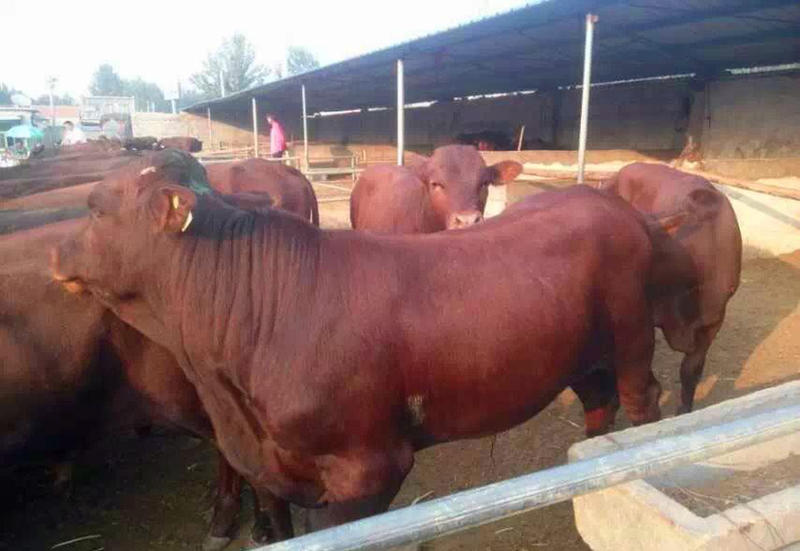 紧急出售500头300-400斤育肥肉牛犊全国送货到家
