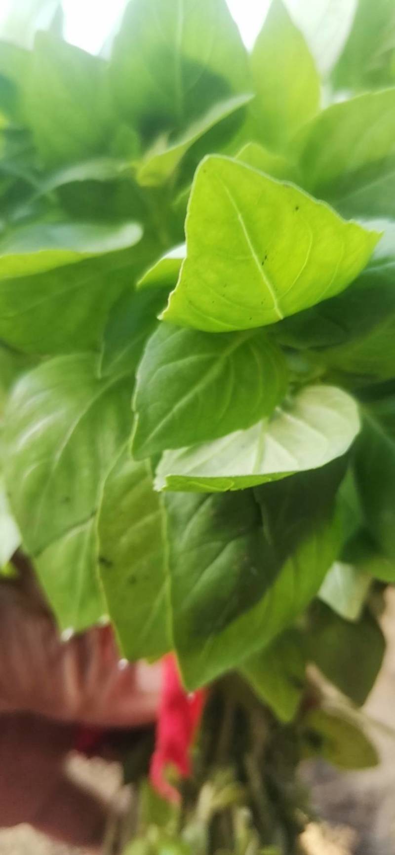 大叶荆芥大量上市，质优价廉味道鲜美