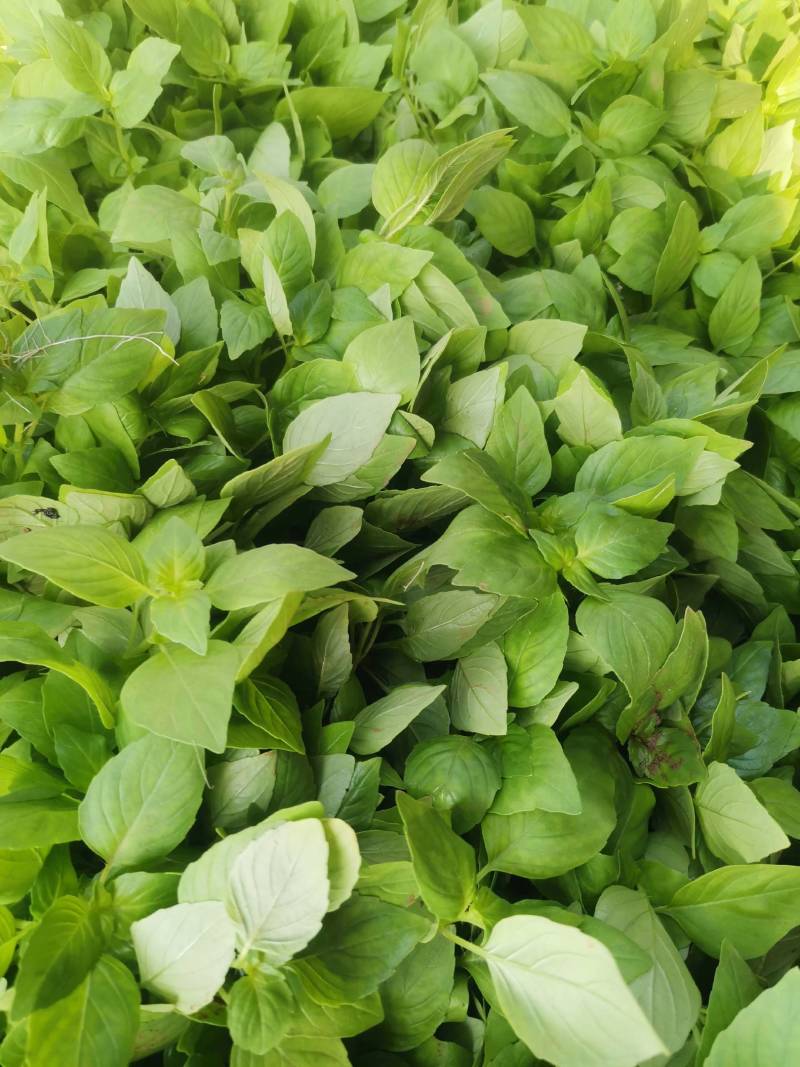 大叶荆芥大量上市，质优价廉味道鲜美