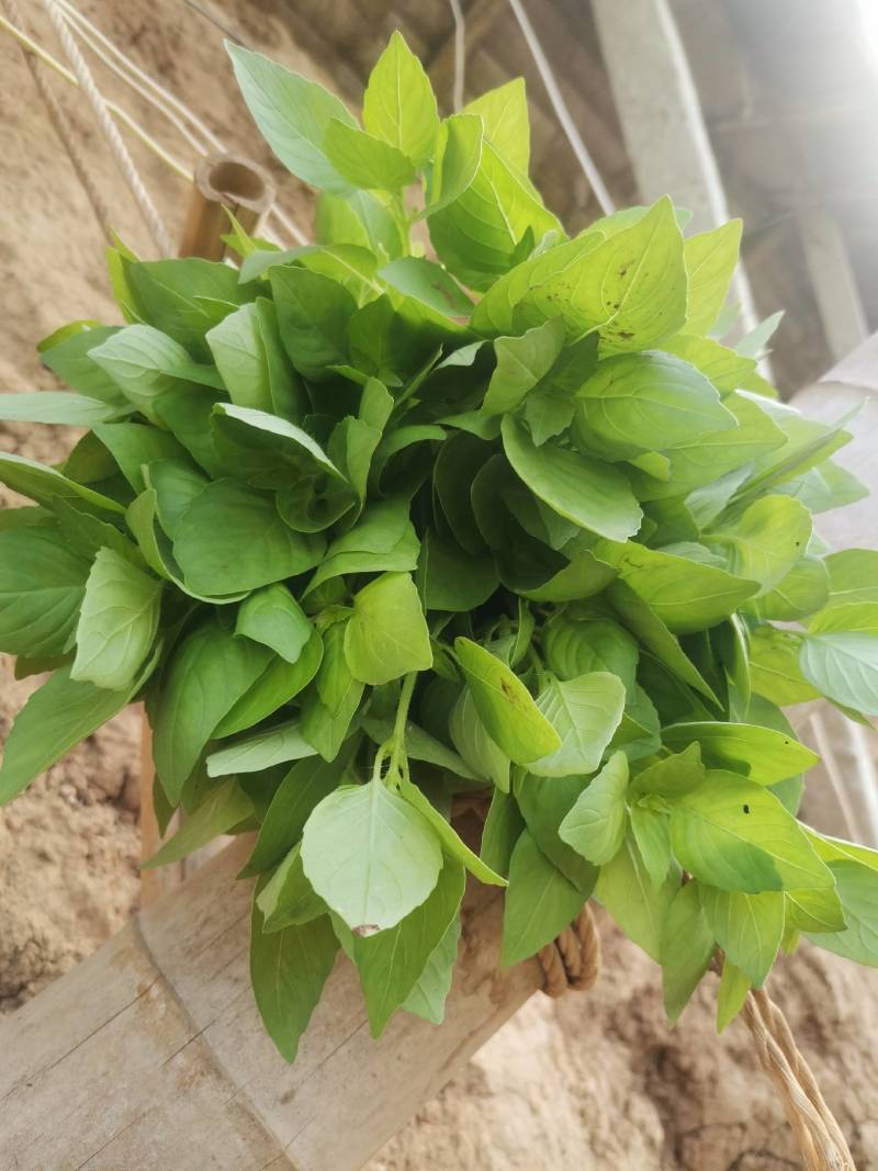 大叶荆芥大量上市，质优价廉味道鲜美