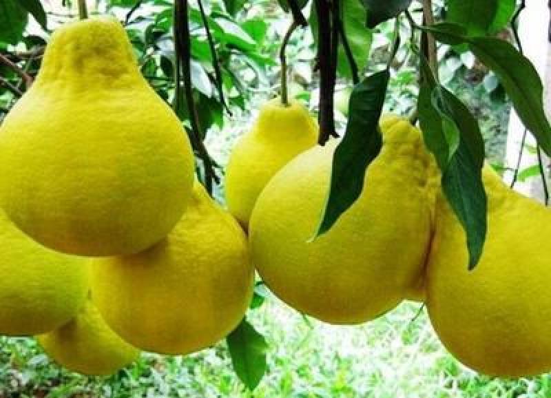 蜜柚
