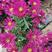 荷兰菊，一年开两次花，花期长，色彩鲜艳基地大量供应