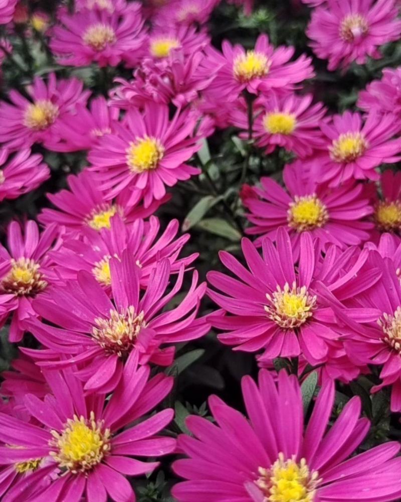 荷兰菊，一年开两次花，花期长，色彩鲜艳基地大量供应