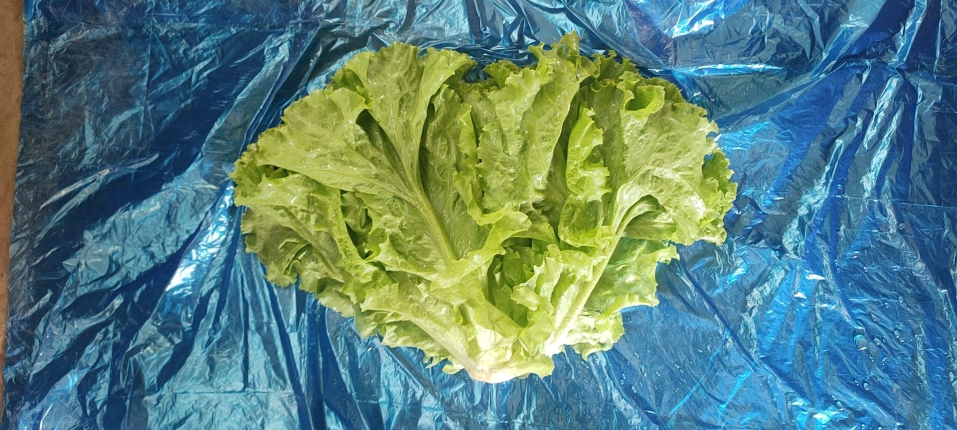 散叶生菜摆放在餐盘中,展示其美观的外形和鲜嫩的叶片 散叶生菜摆盘效果图