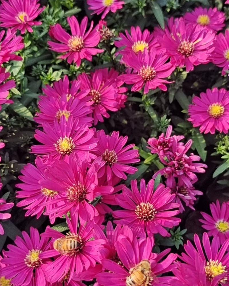 荷兰菊，一年开两次花，花期长，色彩鲜艳基地大量供应