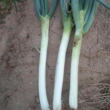 长白大葱30cm-40cm，粗2cm左右