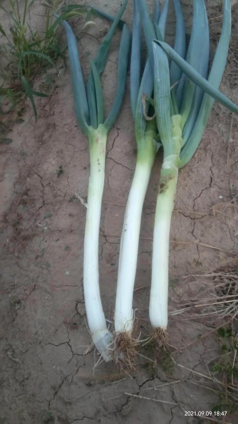 长白大葱30cm-40cm，粗2cm左右