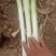 长白大葱30cm-40cm，粗2cm左右