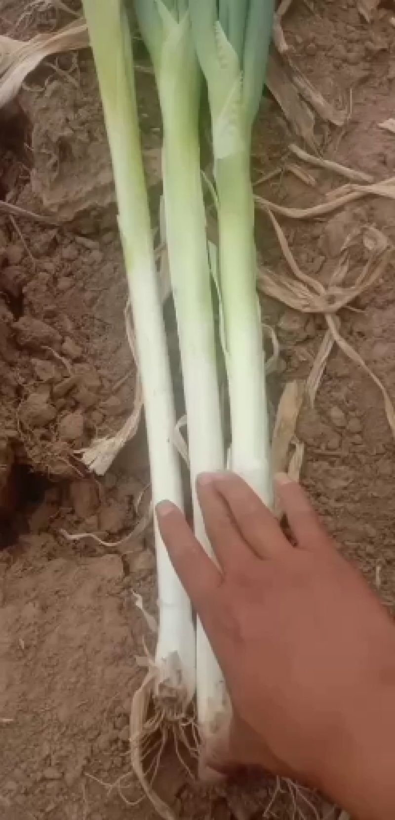 长白大葱30cm-40cm，粗2cm左右