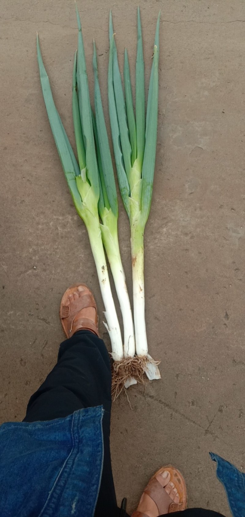 长白大葱30cm-40cm，粗2cm左右