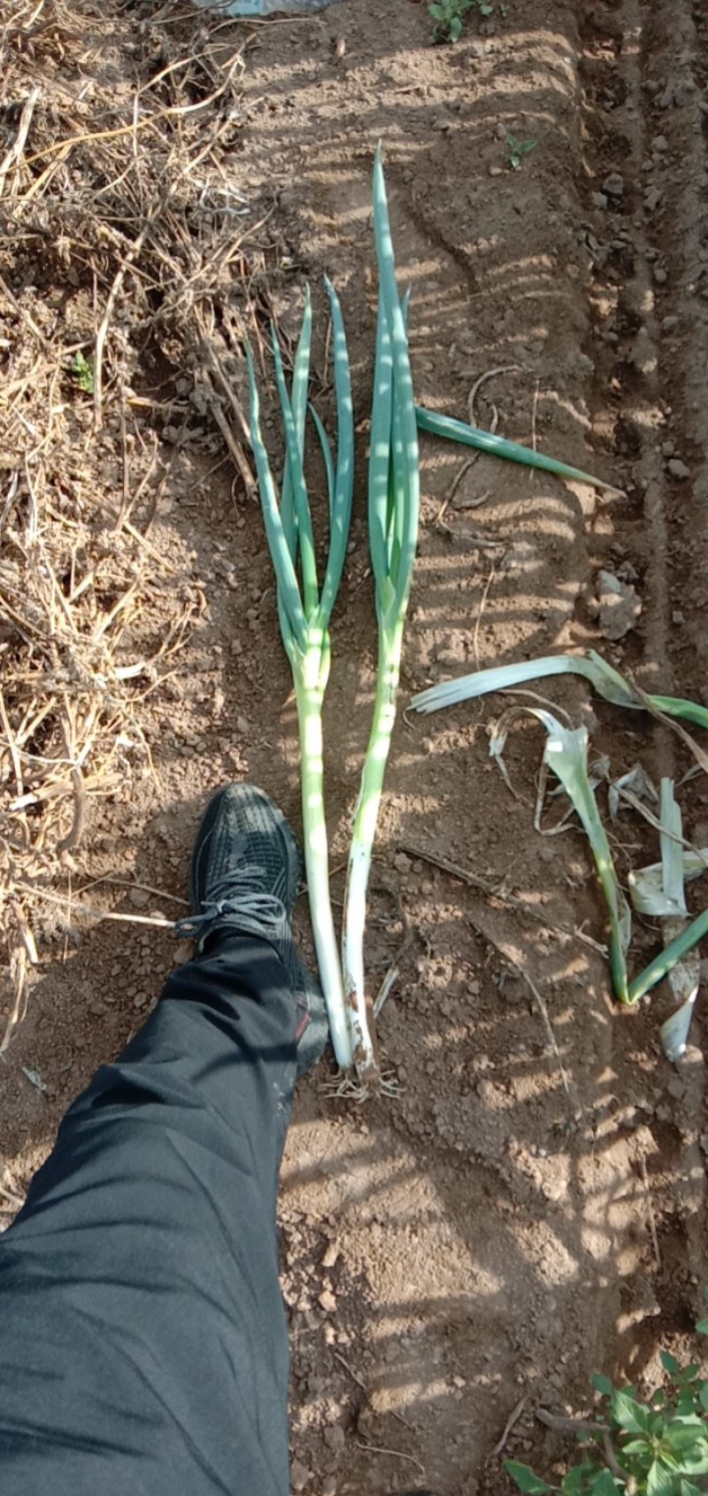 长白大葱30cm-40cm，粗2cm左右