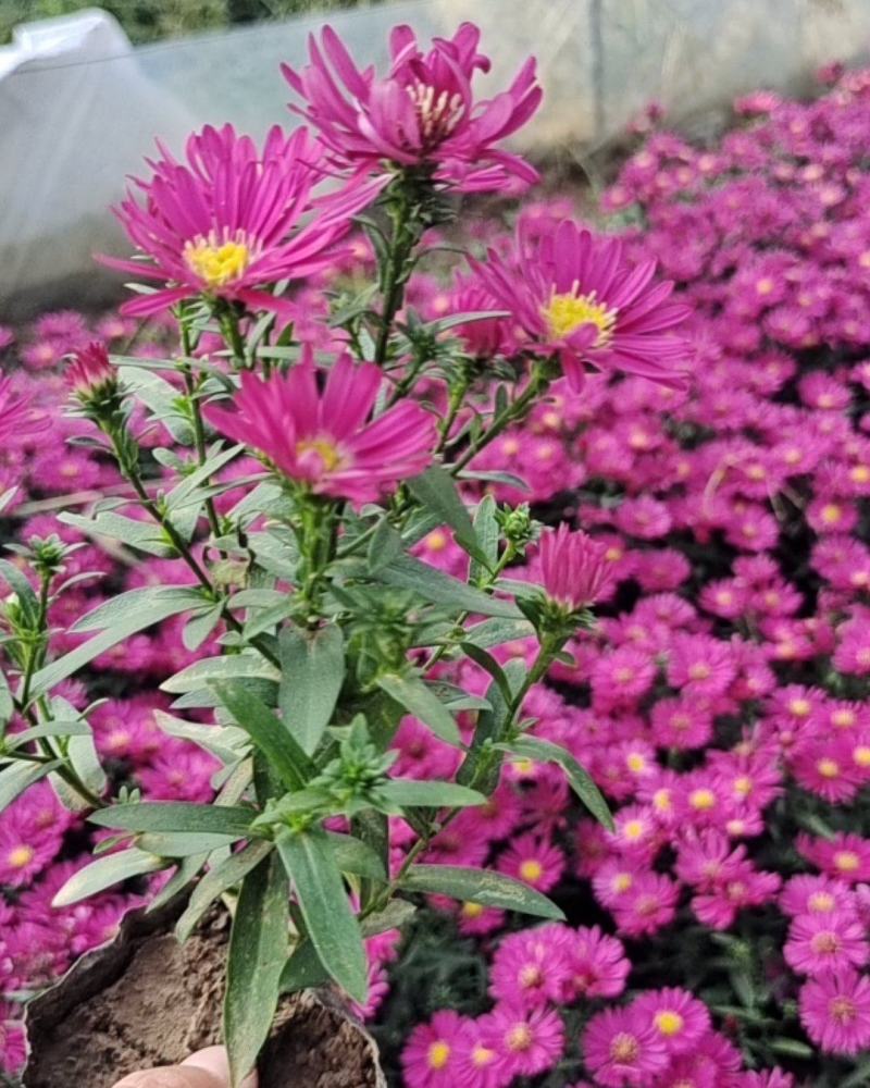 荷兰菊，一年开两次花，花期长，色彩鲜艳基地大量供应